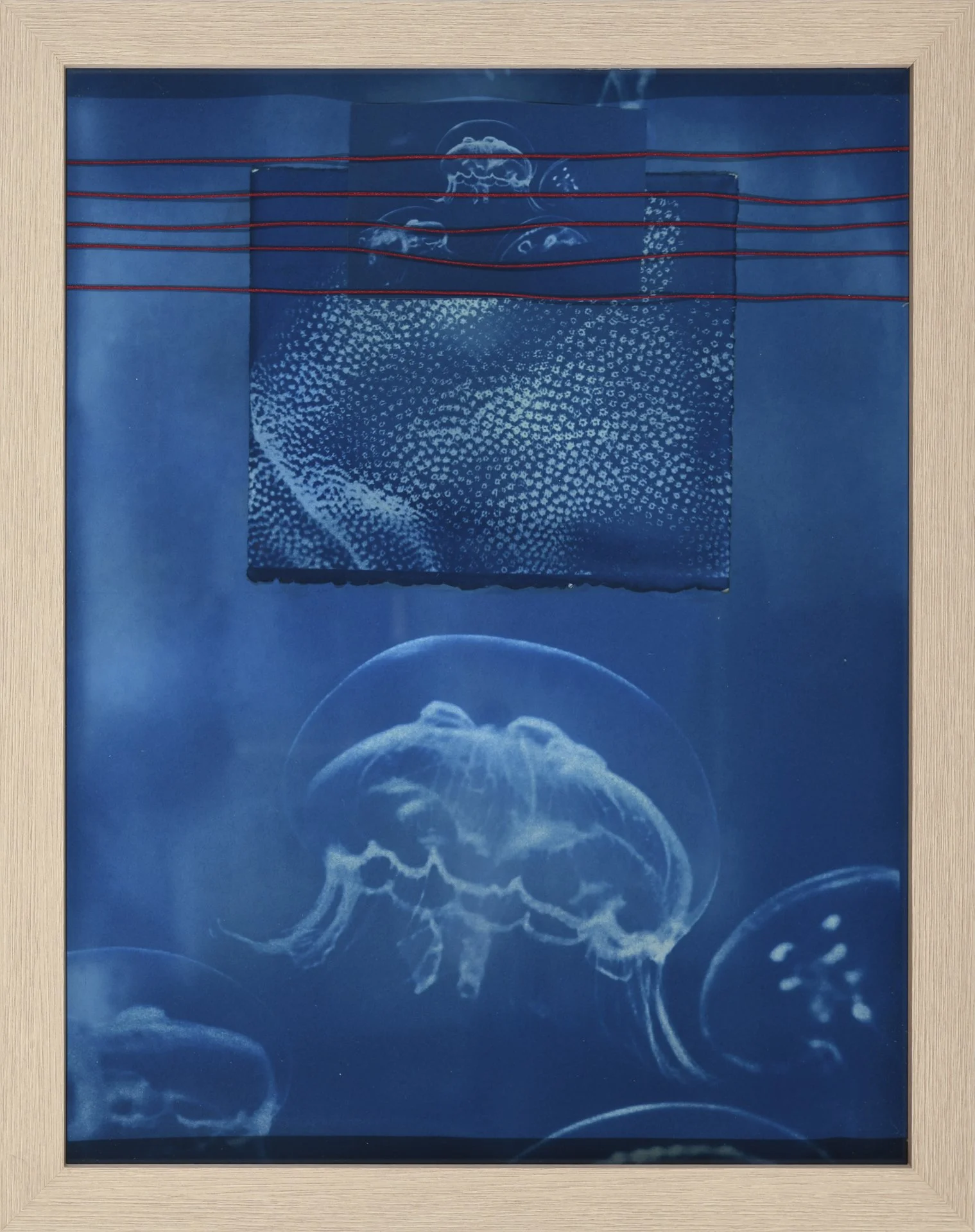 Beneath the Surface: Marine Life of Hawai'i — Hui No'eau Visual